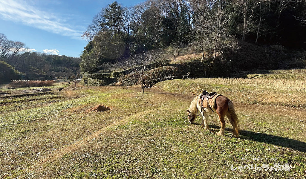 アルファの里山散策